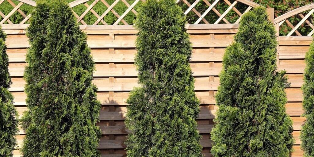 pressure treated pine installation